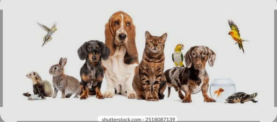 Cuidado de animales 